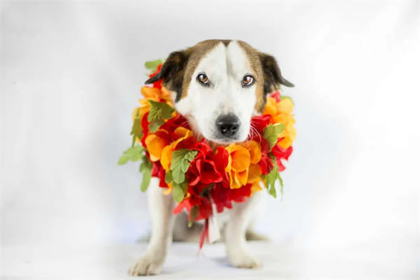 犬猫の糖尿病対策｜血糖値管理の基本とインスリン注射のコツ