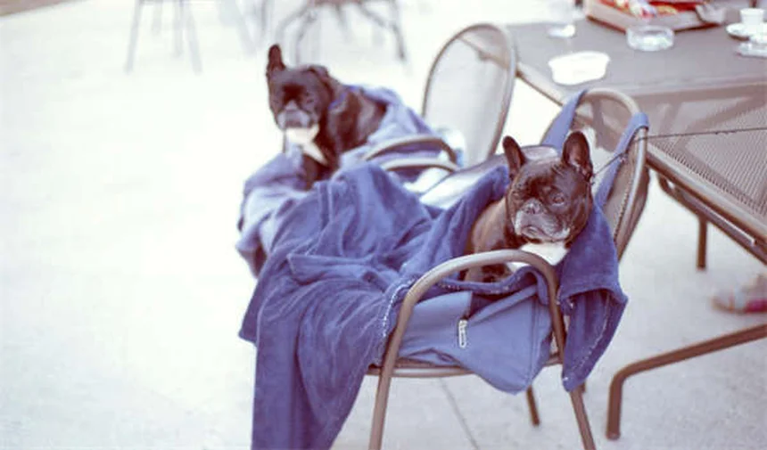 犬がキューイートイに夢中になる3つの理由【獣医師解説】