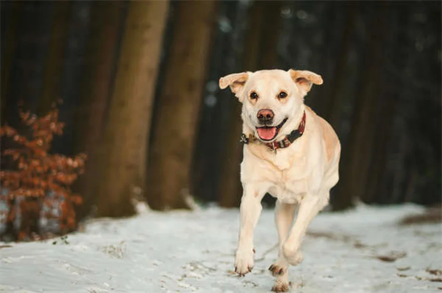 サイクロホスファミドの効果と副作用｜犬猫のがん治療に使われる免疫抑制薬