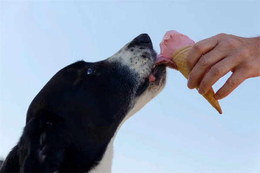 サイクロホスファミドの効果と副作用｜犬猫のがん治療に使われる免疫抑制薬