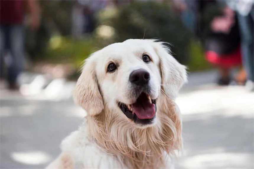犬のステロイド治療｜7つの種類と副作用を獣医が解説