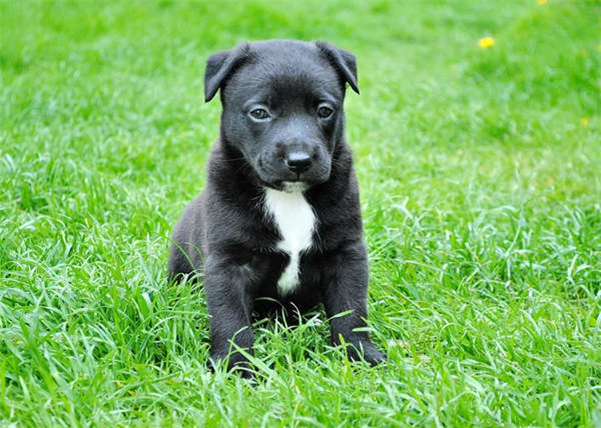 犬が傷を舐めるのは危険？正しい対処法と予防策5選