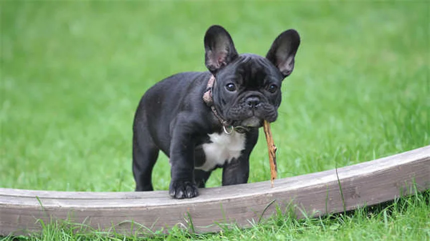 犬が傷を舐めるのは危険？正しい対処法と予防策5選