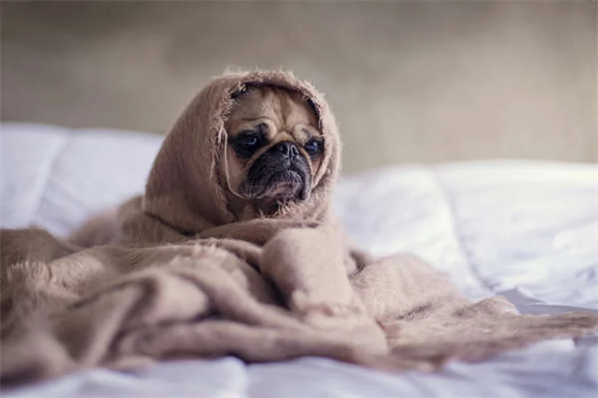 犬が傷を舐めるのは危険？正しい対処法と予防策5選