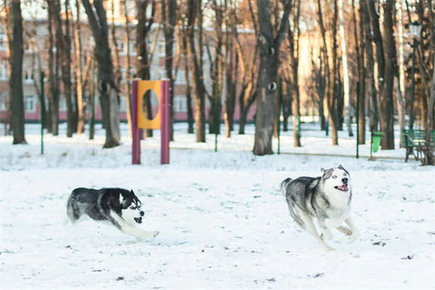 愛犬の体重が減る原因と対処法｜獣医師が教える解決策
