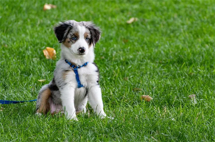 犬がいびきをかく理由とは？原因と対処法を徹底解説