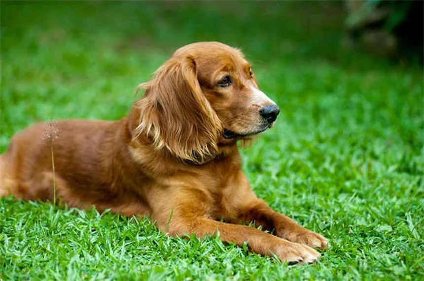 犬がいびきをかく理由とは？原因と対処法を徹底解説