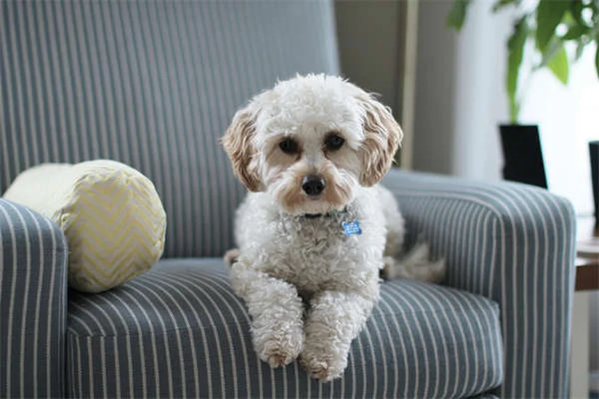 犬がいびきをかく理由とは？原因と対処法を徹底解説