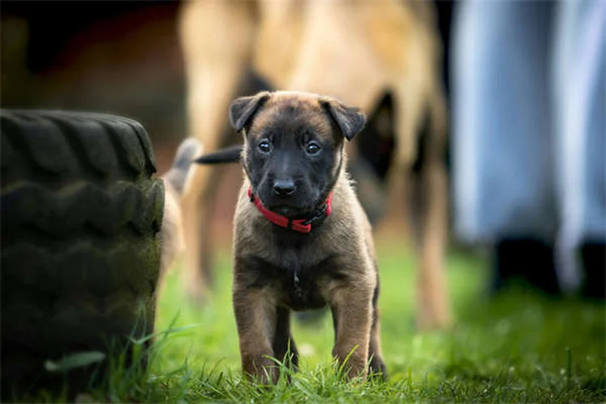 犬にペプトビスモルを与えても大丈夫？獣医師が教える正しい使い方