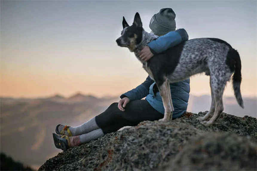 犬にペプトビスモルを与えても大丈夫？獣医師が教える正しい使い方