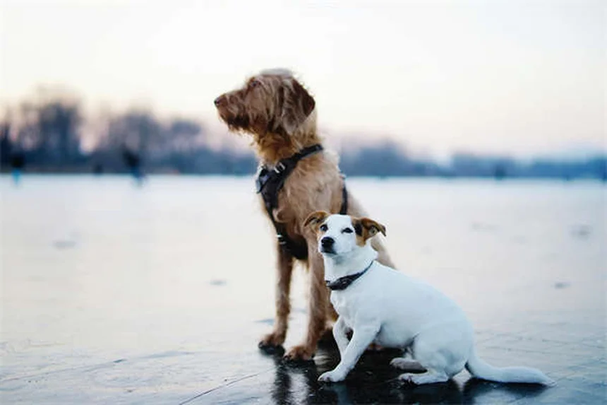 犬にペプトビスモルを与えても大丈夫？獣医師が教える正しい使い方