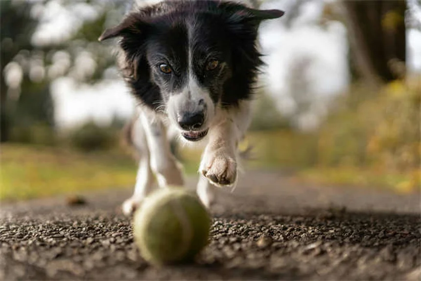 犬の雷恐怖症の原因と対処法5選｜愛犬が震える時の正しい接し方