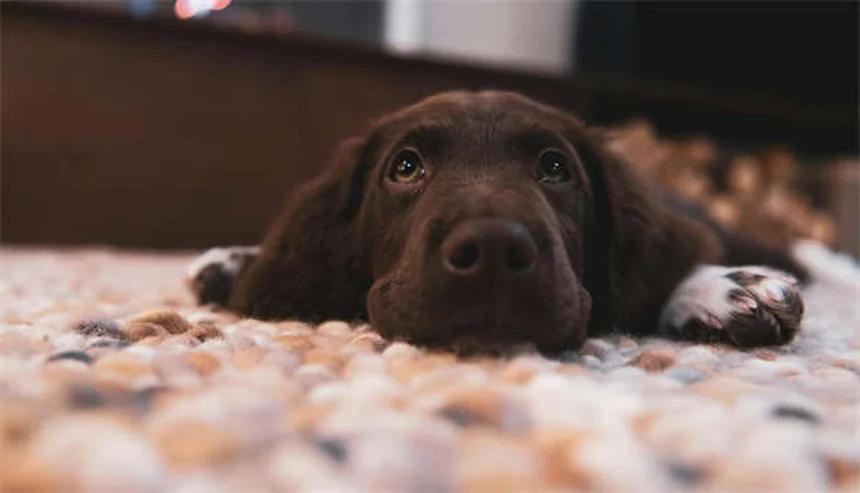 成犬のトイレトレーニング完全ガイド｜クレートを使った簡単な方法