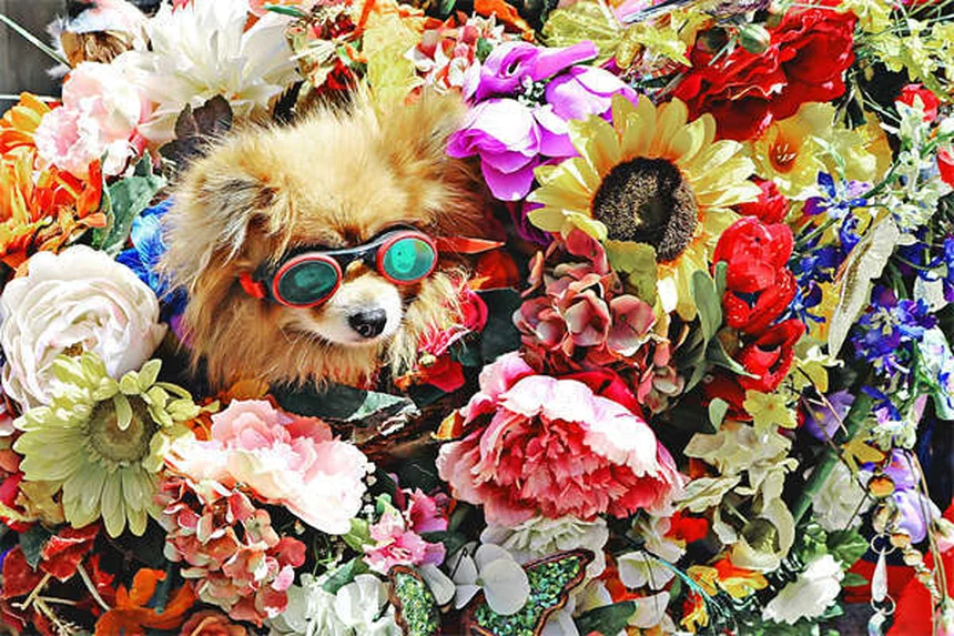 犬の顔が腫れる原因と対処法｜愛犬家必見の緊急対応ガイド