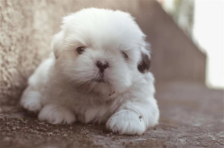 犬の関節痛にGalliprant®が効く？獣医師が解説する効果と注意点