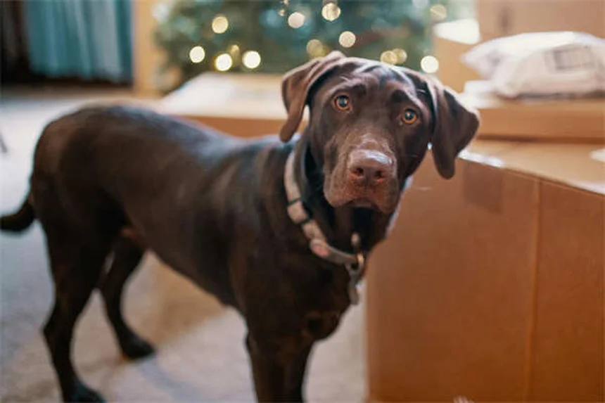 愛犬のダニチェック方法|プロが教える正しい予防と対処法