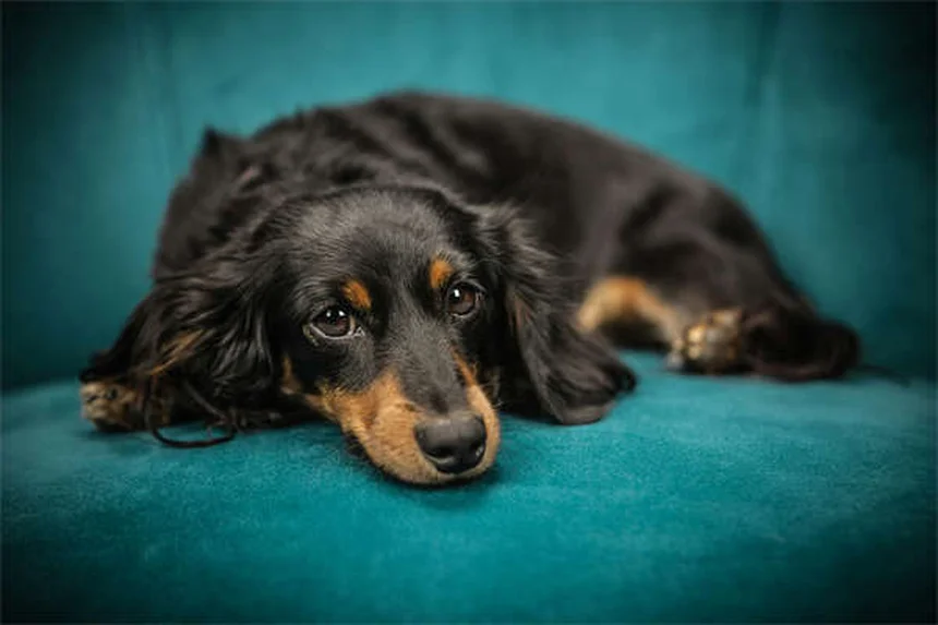 愛犬のダニチェック方法｜プロが教える正しい予防と対処法