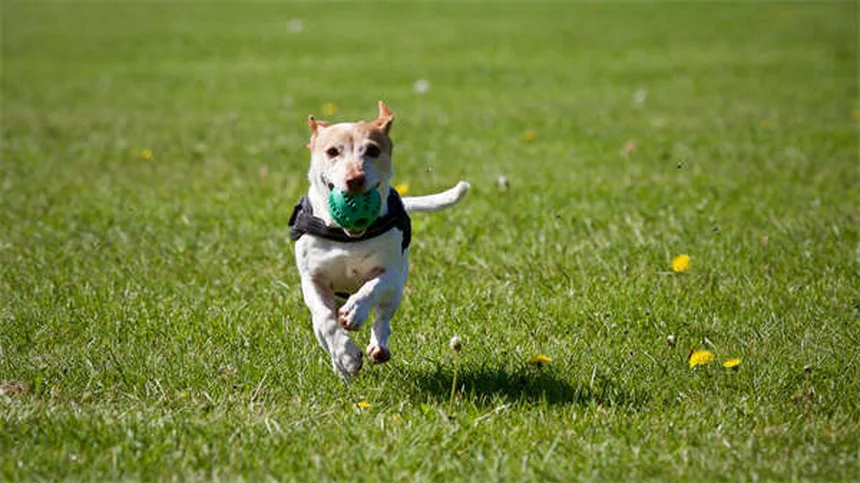 犬の攻撃行動の原因と対処法｜専門家が教える7つの改善ポイント