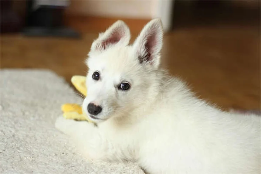 子犬から成犬用フードへの切り替え時期｜犬種別のベストタイミング