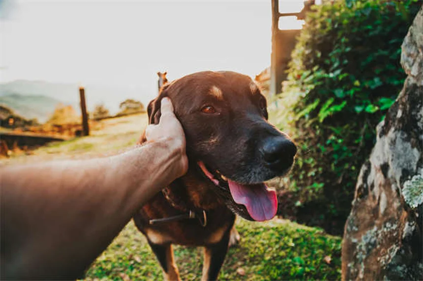 日本の犬種10選！柴犬から珍しい甲斐犬まで徹底解説