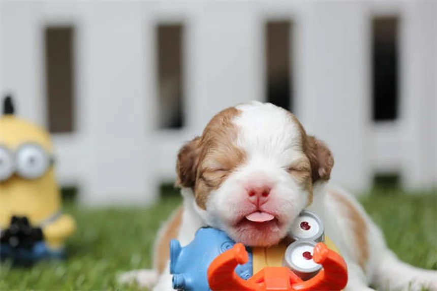 日本の犬種10選！柴犬から珍しい甲斐犬まで徹底解説
